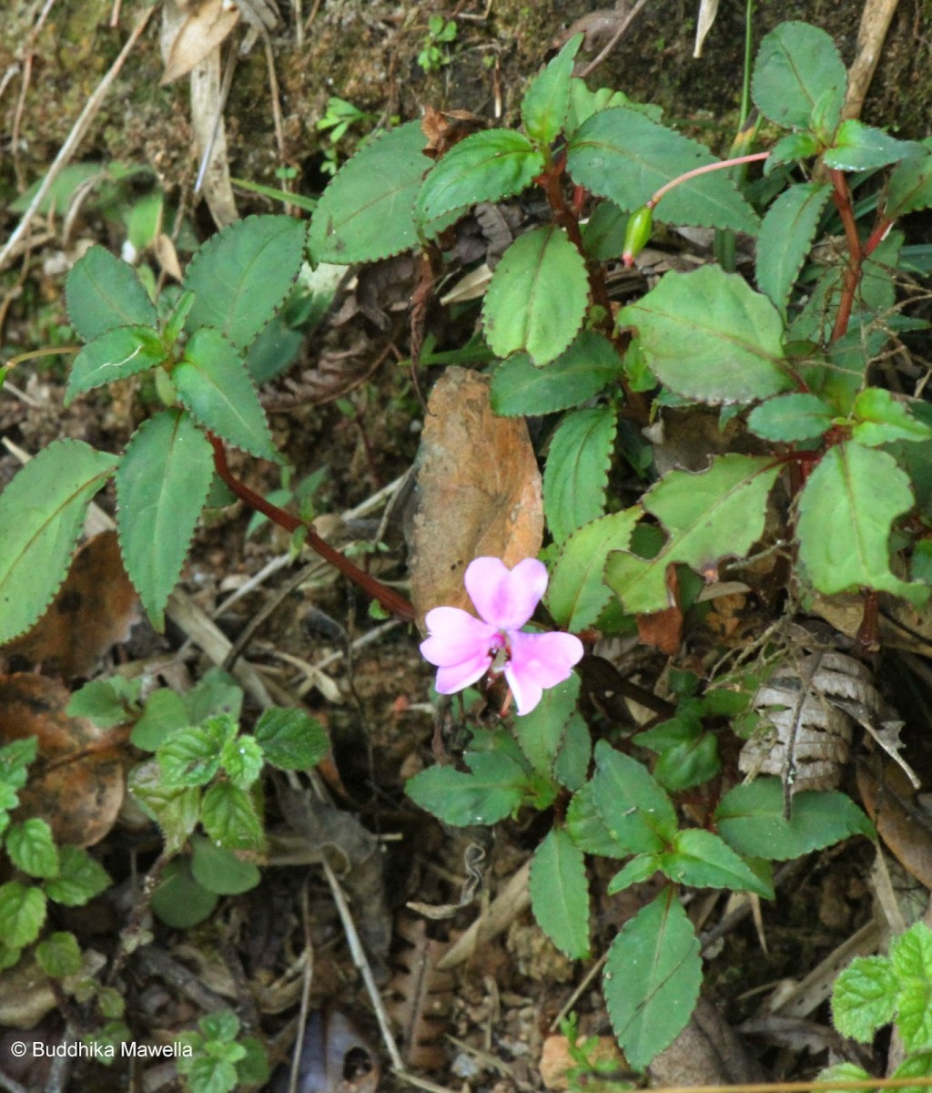 Impatiens leptopoda Arn.